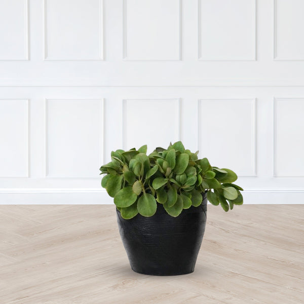 Classic Planters - Medium Pots