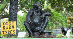 Chimpanzee