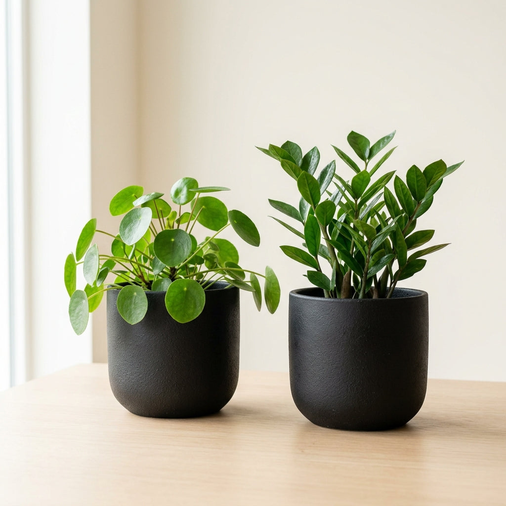 Pots & Planters